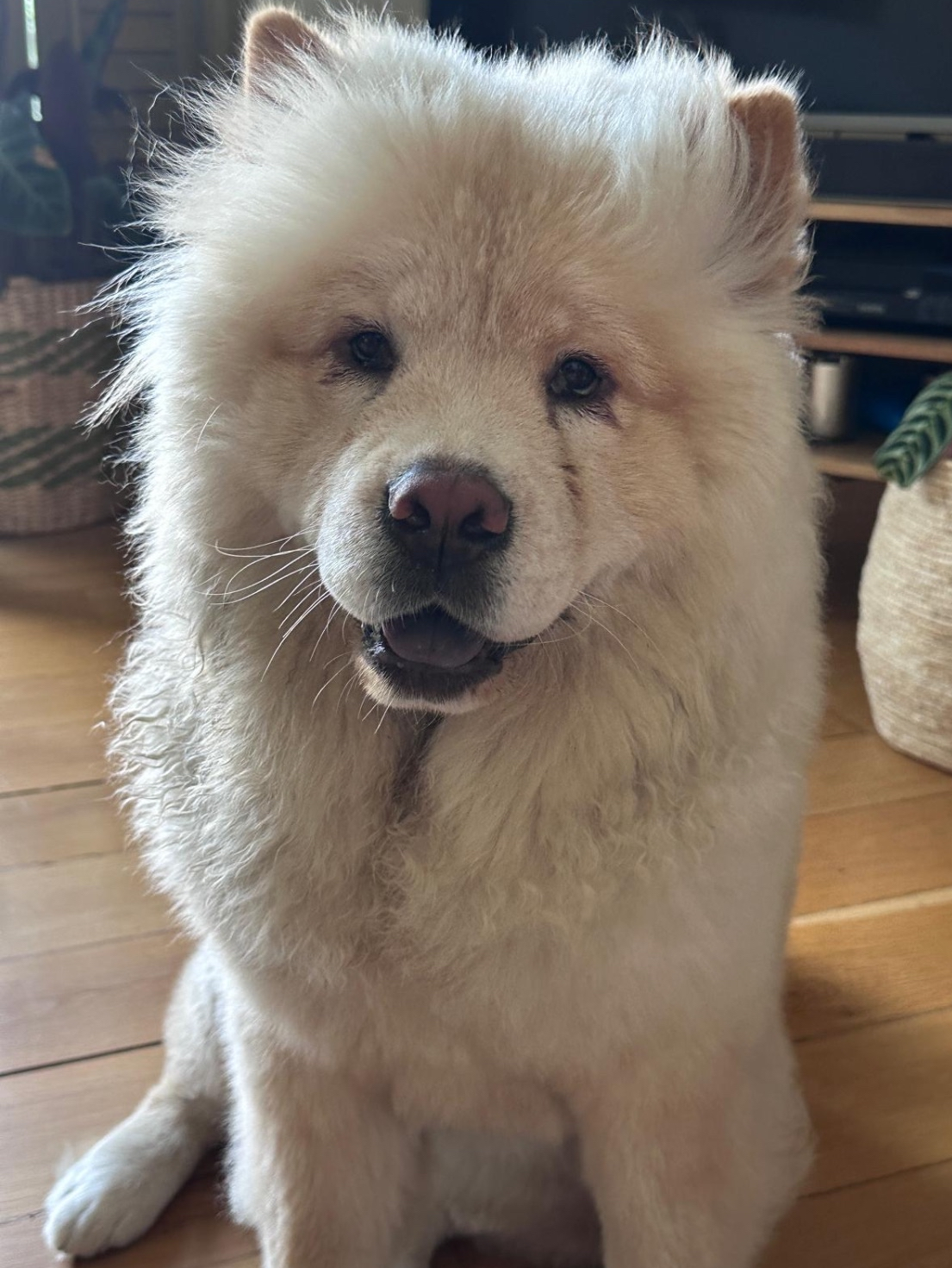 Luna, a fluffy white dog